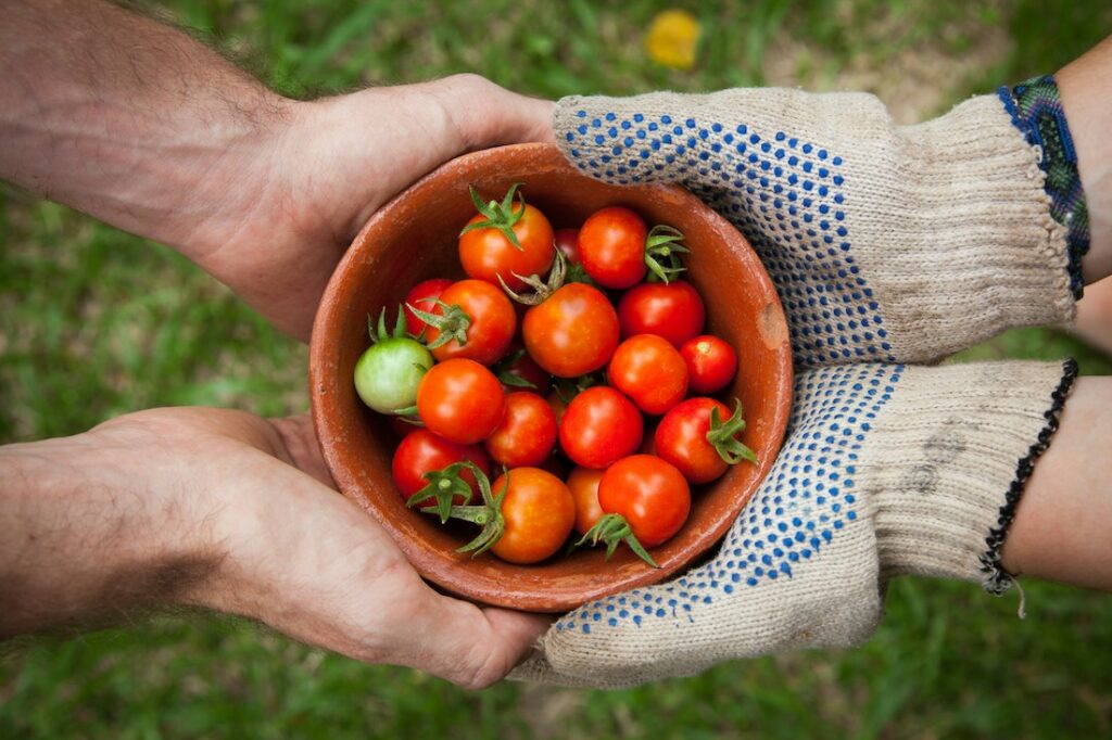 tomates cerises